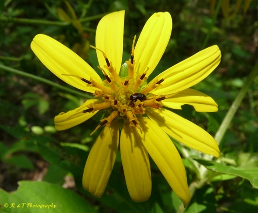 {Silphium latifolium}